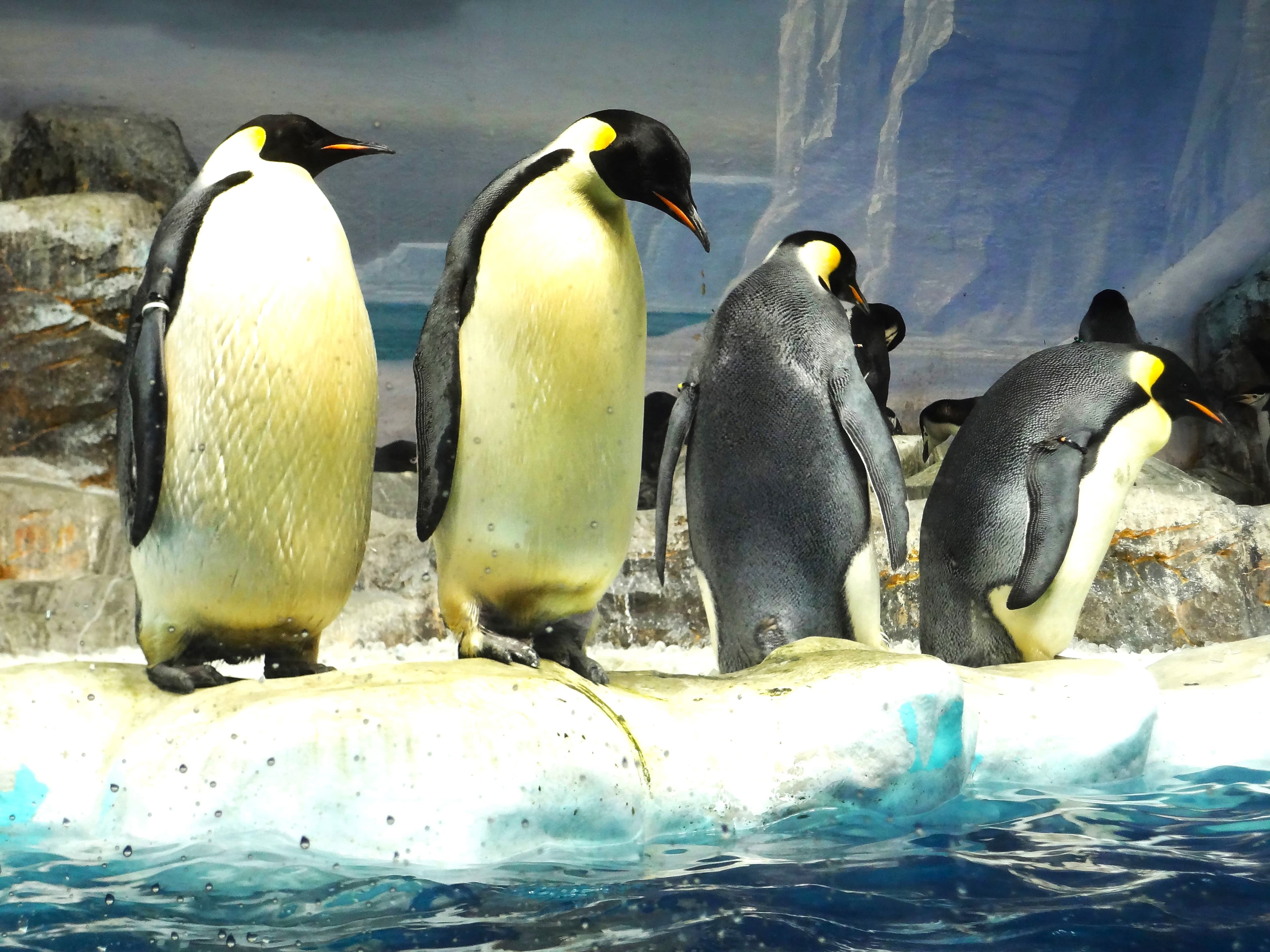 ペンギンの画像